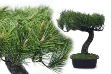 Bonsai Pinie 35 cm künstlich