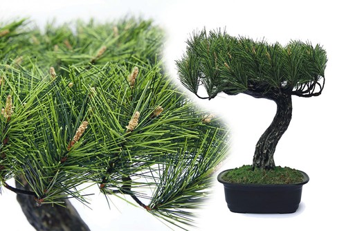 Bonsai pinie künstlich - pinie,