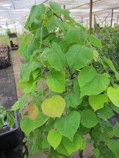 Cercis canadensis Golden Falls
