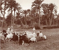 Algerien.Oase.Hirten &