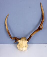 Schönes abnormes Rothirschgeweih Non typical Red Stag Trophy