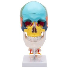 Schädel Anatomie Modell lebensgroß 4 teilig didaktisch gefärbt Halswirbelsäule