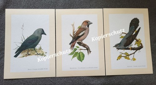 3er set kunstdrucke dohle - ,