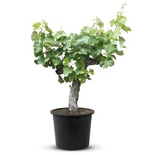 Tropictrees - Weinrebe - Höhe