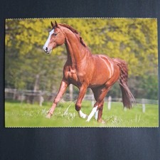 Pferdepostkarte AK Pferd Korsch Hannoveraner 04/2017