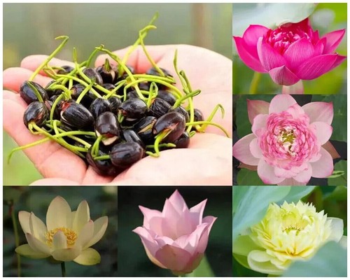 60x samen lotus mix - samen,