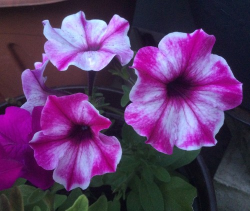 Samen petunien pink mit - petunien,