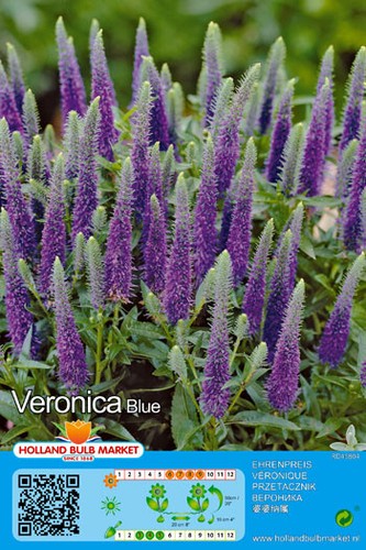 Veronica blue - @//(◕‿◕)\@,