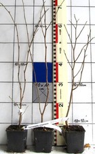 Hamamelis virginiana  -