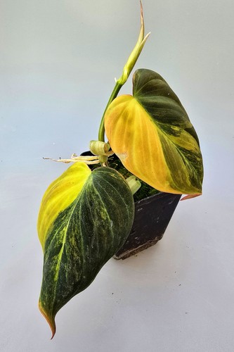 Sehr schöne philodendron - schöne,