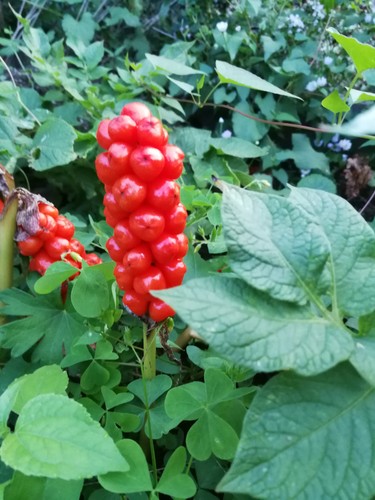 Aronstab arum italicum - arum,