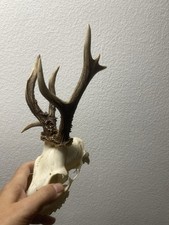 Rehbock Rehgeweih Abnorm