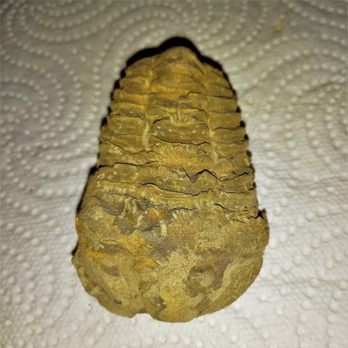Sonderangebot fossil trilobit - fossil,