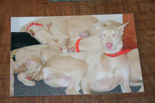 Hunde postkarte von - hunde,