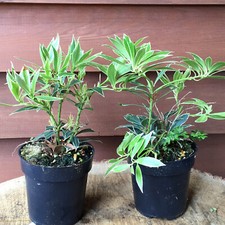 Schattenglöckchen Pieris