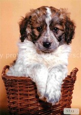 Hunde Muensterlaender Welpe