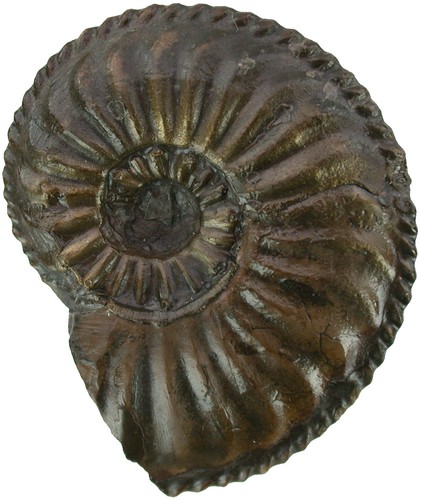 Lias amaltheus margaritatus - lias,
