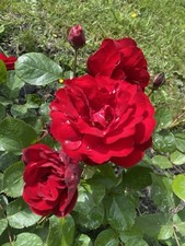 Studio am Meer Bulgarien