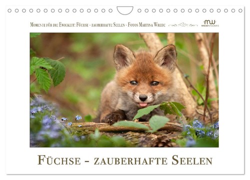Füchse zauberhafte seelen - -,