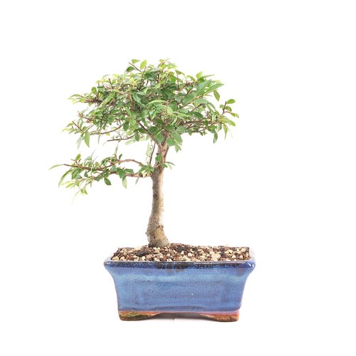 Bonsai chinesische ulme - bonsai,