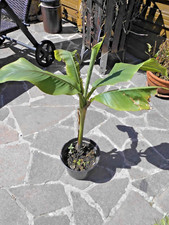 Bananen Pflanze getopft ca. 50-60 cm groß