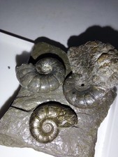 Ammoniten,  3 x Pachylytocras (60x 100mm), Weißenbg.Bay. 