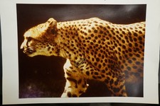 Foto portrait tierpark - portrait,