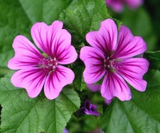 SAMEN himmlisch sagenhaft
