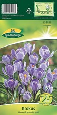 KROKUS "Grosse Blau Weiss"