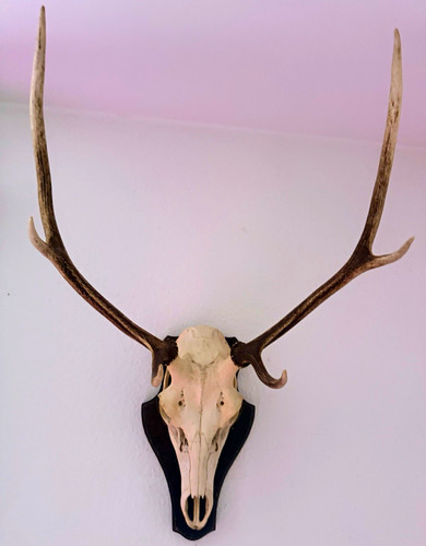 Hirschgeweih mit schädel auf - hirschgeweih,