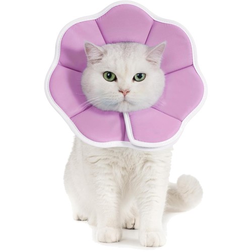 Halskrause katze hund - katze,