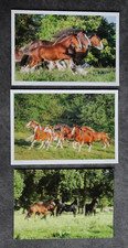 3 Postkarten Shire Horse,Kaltblut,Pferd,Pferde,Pferdepostkarte,AK,Ansichtskarte