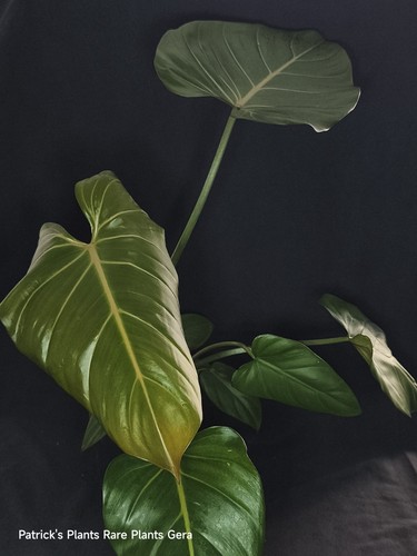 Philodendron summer glory - philodendron,