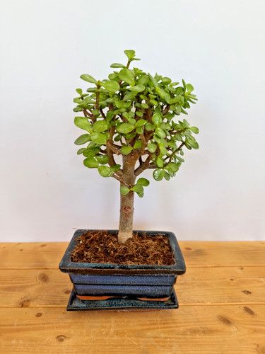 Zimmerbonsai bonsai jadebaum - bonsai,