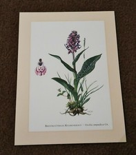 Breitblättriges Knabenkraut * Kunstdruck . Poster . Bild . Wand-Dekoration