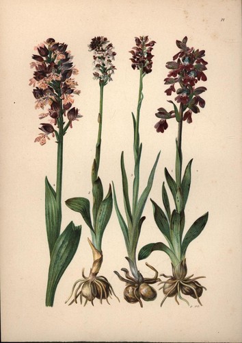 Orchis morio kleines - orchis,