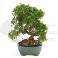 BONSAI Chinesischer Wacholder