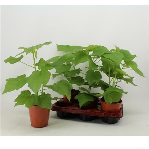 Zimmerlinde sparmannia - zimmerlinde, 40