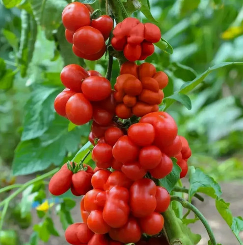 Samen tomate - samen,