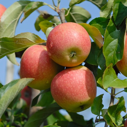 Apfelbaum pinova robuste - apfelbaum, `pinova´,