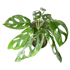 Monstera Adansonii 'Indonesian Marble' Variegata | Stecklinge / Ableger