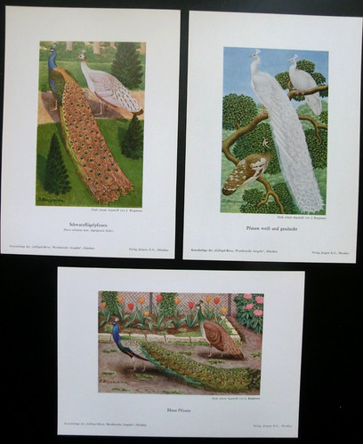 Original kunstbeilagen der - original,