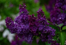 2x winterharte dunkel-lila Flieder-Bäume schnellwüchsige Pflanzen für den Garten