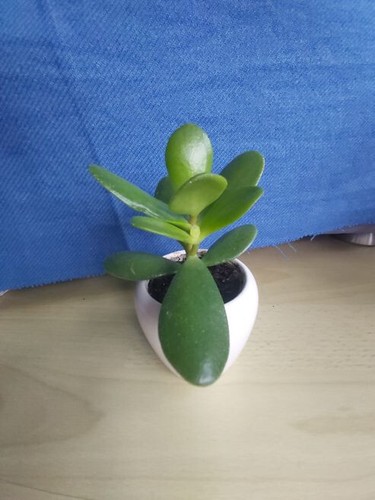 Geldbaum pfennigbaum - geldbaum,