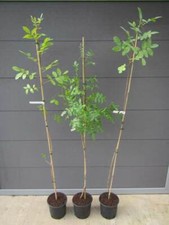 Pistacia terebinthus - Terpentin Pistazie - Pflanze 140-170cm Winterhart -15°C