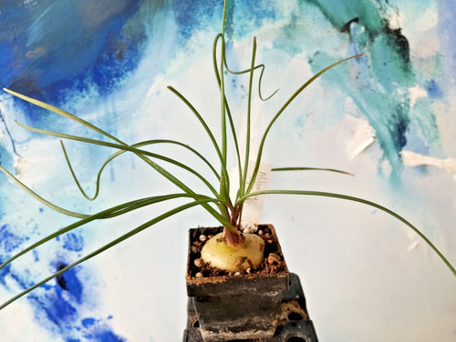 Albuca spiralis eine - albuca, spiralis,