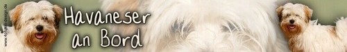 Havaneser bichon havanais - havaneser,
