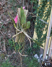 Cattleya schilleriana var