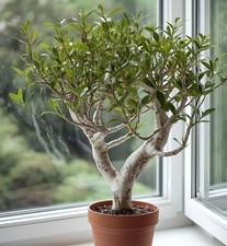 Schnee-Gummibaum exotisch