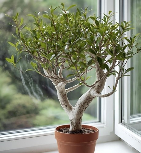 Schnee gummibaum exotisch - schnee-gummibaum,